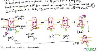 Cell surface 9  NaK pump  Ca2 pump  secondary active transport [upl. by Bolen]