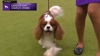 Cavalier King Charles Spaniels  Breed Judging 2024 [upl. by Nos692]