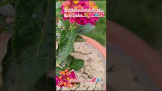 Lantana plants are a beautiful❤ but dangerous addition to our world [upl. by Eniak706]