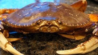 Cooking a fresh Dungeness Crab [upl. by Oriane124]