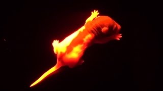 Fluorescent rat pup FLAME transgenic rats [upl. by Herra]