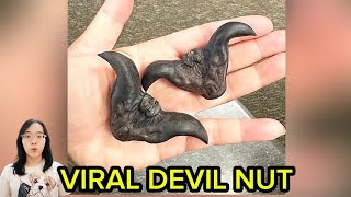 Devil nut [upl. by Boardman]