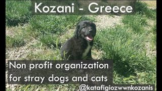 Non Profit Organization for Stray Dogs and Cats KozaniGreece [upl. by Dominica316]