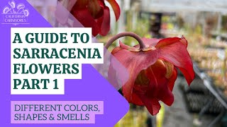 A Guide to Sarracenia Flowers Part 1 [upl. by Oby]