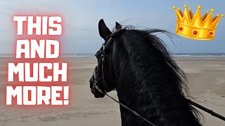 Queen👑Uniek returns to Stal G  Beach forest and dunes With bloopers  Friesian Horses [upl. by Refinnaej167]