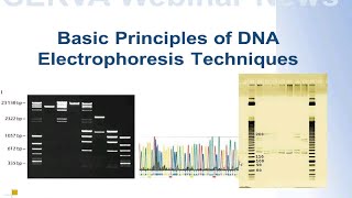 SERVA Webinar DNA Electrophoresis  The Basics English [upl. by Senskell481]