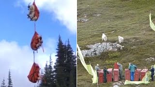 Mountain Goats Take Helicopter Ride From Olympic National Park to New Home [upl. by Enavi]