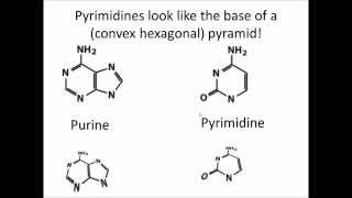 How to Remember DNA and RNA Nucleotides and their Structure [upl. by Modestine]