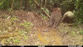 Bornean Elephant Sliding in the Kinabatangan [upl. by Ramed]