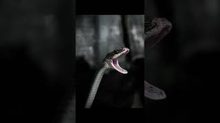 How do snakes swallow their prey  🐍 [upl. by Stacy]