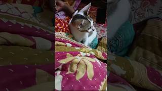 Kichu tey or ghumanor jaga hocche na catlover catvlog funnyshorts funnyvideo [upl. by Ray]