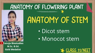 Ch6 Anatomy of Stem  Dicot Vs Monocot stem  Class 11 Biology NEETAIIMS [upl. by Jonis]