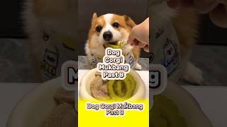 Dog Corgi Mukbang  tập 8 dog pets viral corgi funny dogshorts animals cute cutedog shorts [upl. by Rutger]