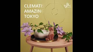 Timelapse Clematis Amazing® Tokyo [upl. by Cannice]