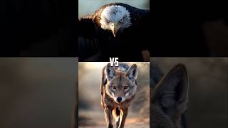 Animals Battle Arena Bald Eagle [upl. by Kronick]