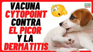 CYTOPOINT LOQUIVETMAB 🔴 VACUNA CONTRA LA DERMATITIS ATÓPICA Y EL PICOR EN LA PIEL DE LOS PERROS [upl. by Shulamith]