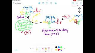 Proline Biosynthesis Pathway Enzymes and Biological Importance [upl. by Aicilec197]