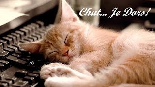 Douce Berceuse Pour Chatons et Chiots Agités ♥♥♥ Musique Relaxante pour Endormir Bébés Animaux [upl. by Oconnor]