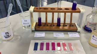 Dehydrogenase activity in yeast [upl. by Corabel]