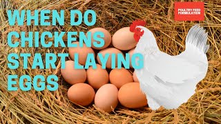 Unlocking the Secret When Do Chickens Start Laying Eggs [upl. by Ydnys]