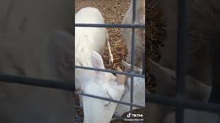 Petting zoo at Eckerts Farm  Crazy Critters TikTok [upl. by Assirac747]