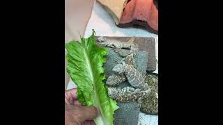 Feeding 11 week old Ornate Uromastyx [upl. by Akedijn45]