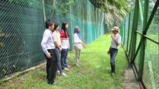 Tiger Encounter in Animal World Safari AFamosa Resortmov [upl. by Tanah372]