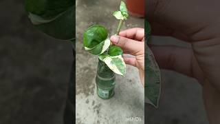 cloud farm money plant cutting propagation in water🍾🌿 [upl. by Naujik]