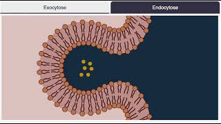 Endocytose exocytose [upl. by Nike]