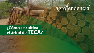 Potencialidades de la MADERA TECA [upl. by Nahs]