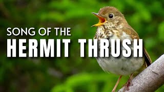 Hermit Thrush Song [upl. by Mencher109]