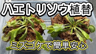 ハエトリソウの簡単安心植え替え管理方法 [upl. by Hastie]