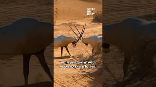 These incredible antelope creatures once didn’t exist 😲 shorts naturemuseumofthefuture [upl. by Asillem]