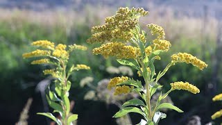 CANADA GOLDENROD Solidago canadensis [upl. by Calen]