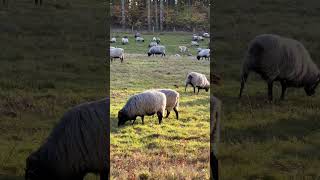 HeidschnuckenHerde am 03112024 in der Barger Heide Stade [upl. by Noruq219]