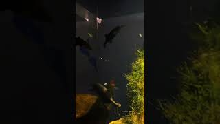 Elephant nose fish🫠oddball plantedaquarium freshwater fish water loveit subscribe amazing [upl. by Aisyle]