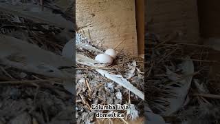 Another baby pigeon hatched today  Columba livia domestica pigeon pigeonlove pigeonfancier [upl. by Baiel]