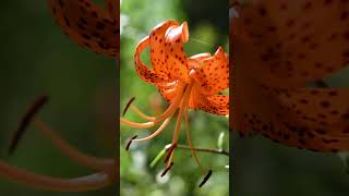 Destination Essonne 13  le Conservatoire national des plantes de MillylaForêt  nature plantes [upl. by Prober]