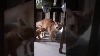 orange cat behavior 😝 funny shortsvideo [upl. by Vale]