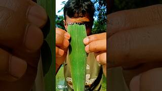 Experiment on tree leaves with pen ink camping bushcraft outdoors survivalbogura experiment [upl. by Suzanne]