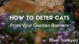 How To Deter Cats From Your Garden Borders [upl. by Nautna]