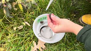 How to harvest Wild Bergamot Monarda fistulosa seeds [upl. by Chelsie]