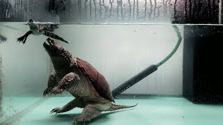 Giant Snapping Turtle Eats Live Crocodile [upl. by Wheeler747]