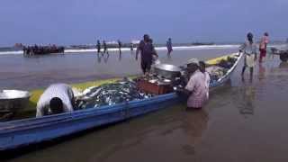 Quand reviennent les pêcheurs Pointe Noire  Congo [upl. by Herv]