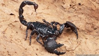 All about scorpions [upl. by Gardia]