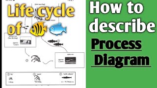 Academic Writing task1 Process Diagram writing  tips for 8 ieltswriting task1 Cambridge 10 test4 [upl. by Yekram262]