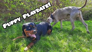 Rottweiler Vs Weimaraner ğŸ¾ [upl. by Ashli]