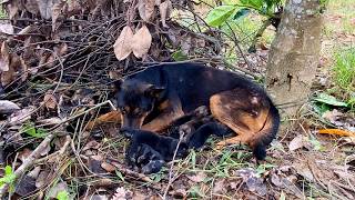 Abandoned mother dog with newborn puppies she was very hungry i adopted it [upl. by Rellim13]