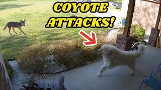 GIANT GUARD DOG CHASES COYOTE AWAY AFTER ATTACK CAUGHT ON GOOGLE NEST CAM [upl. by Sherer]