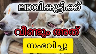 വീണ്ടും അങ്ങനെ തന്നെ സംഭവിച്ചു psudo pregnancy in dogs dogs pets petvlogsmalayalam labrador [upl. by Hildegaard]